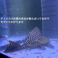 プレコ(約15cm)の里親募集