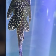 プレコ(約15cm)の里親募集の画像