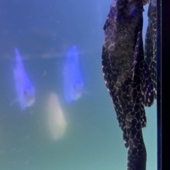 プレコ(約15cm)の里親募集の画像