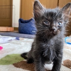 黒猫のマロンくん　♂