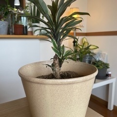 コーディライン　観葉植物