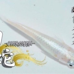 改良めだかとmixめだか販売の画像