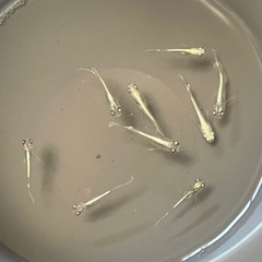 エメキン メダカ 稚魚 9匹セット