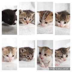 【赤ちゃん8匹誕生】妊娠した野良猫を保護→出産