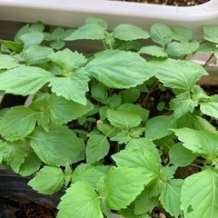 生活雑貨 家庭用品 ガーデニングの画像