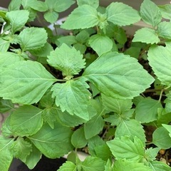野菜　しそ　植物 生活雑貨 家庭用品 ガーデニング