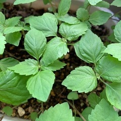野菜　しそ　植物 生活雑貨 家庭用品 ガーデニングの画像