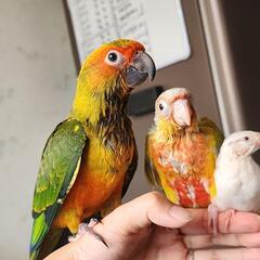 小動物 モフモフ うさぎ モモンガなどなど好きな方 - あきる野市
