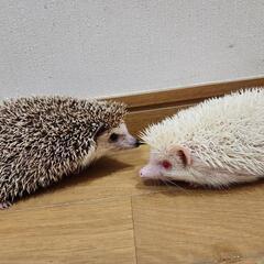 小動物 モフモフ うさぎ モモンガなどなど好きな方 - メンバー募集