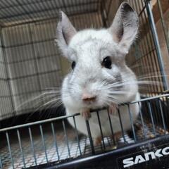 小動物 モフモフ うさぎ モモンガなどなど好きな方
