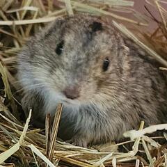 小動物 モフモフ うさぎ モモンガなどなど好きな方 - チャット