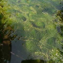 😊まつも マツモ 松藻 無料!! 😊の画像