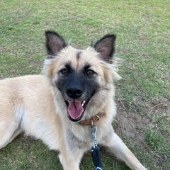 迷子犬を探しています。