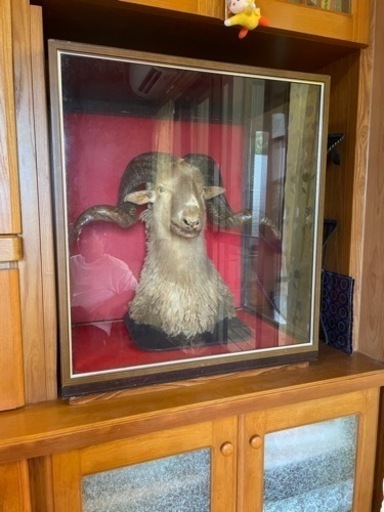 羊の剥製【ハワイで購入】