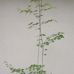 イロハモミジ　紅葉　もみじ　モミジ　庭木　シンボルツリー　