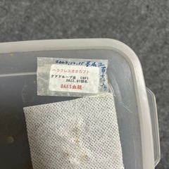 ヘラクレスオオカブト