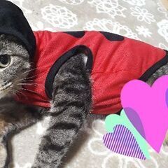 交通事故にあいながらも必死に生きていた猫さんに安心できるお家を見...