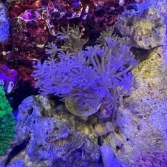 海水　サンゴ　パクパクウミアザミ