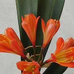 【観葉植物】オレンジ色の君子蘭（クンシラン）の画像