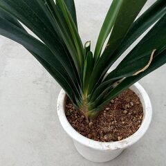 【観葉植物】オレンジ色の君子蘭（クンシラン）の画像