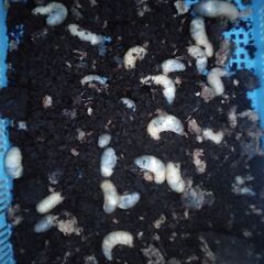 子供の日特別企画カブトムシの幼虫3匹無料