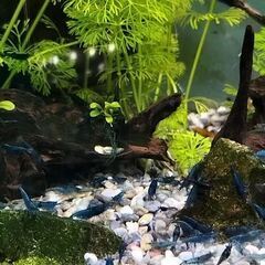 青いエビ（ベルベットブルー）5匹の画像
