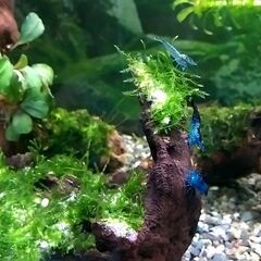 青いエビ（ベルベットブルー）5匹の画像