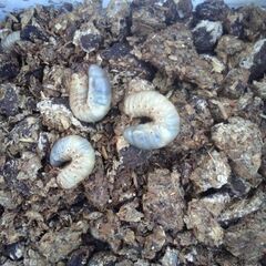 子供の日特別企画カブトムシの幼虫3匹無料の画像