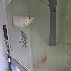 生体まとめ引き取り