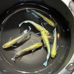 ☆メダカの卵販売☆
