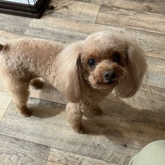 トリミング犬のモデル募集 - 横浜市