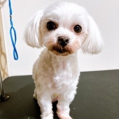 トリミング犬のモデル募集 - ペット