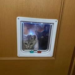 ペットドア取付けいたします‼︎
