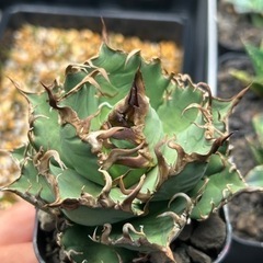 多肉植物、アガベ、塊根仲間
