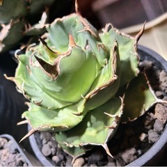 多肉植物、アガベ、塊根仲間 - 友達
