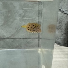 海水魚#44