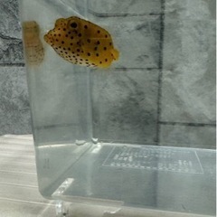 海水魚#45