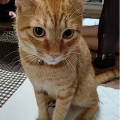 ありがとうございます！里親様決定しました☺️急募！飼い主さんが病...