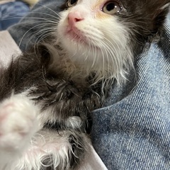 ふわふわかわいいハチワレちゃん　応募多数の為一旦締め切ります