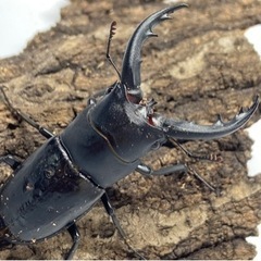 アマミノコギリクワガタ　ペア