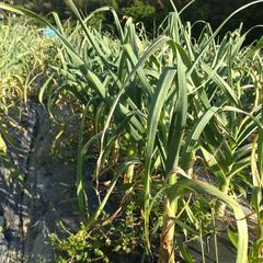 🧄堺産　乾燥ニンニク🧄🌞の画像