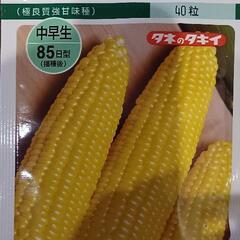 連絡なければ5月19日に自分で植えます　値下げ、トウモロコシ苗