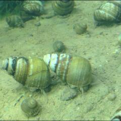金魚、メダカ等と交換して下さい。