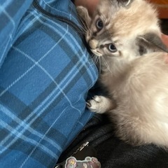 子猫 生後2ヵ月 (里親様が決まりました。ありがとうございました。)