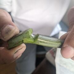 西和賀産　わらび　本日採りの画像