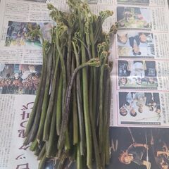 西和賀産　わらび　本日採り