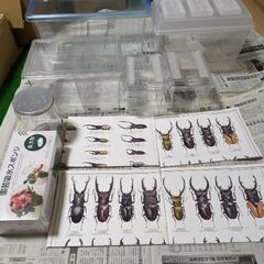 昆虫飼育ケース、カレンダー
