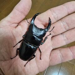 能勢産オオクワガタ76.5㍉♂️単
