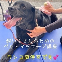 🐶飼い主さんのためのペットマッサージ講座🐶
