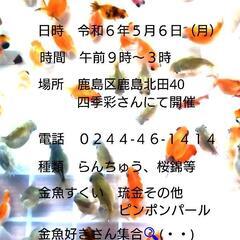 明日、金魚販売を開催致します